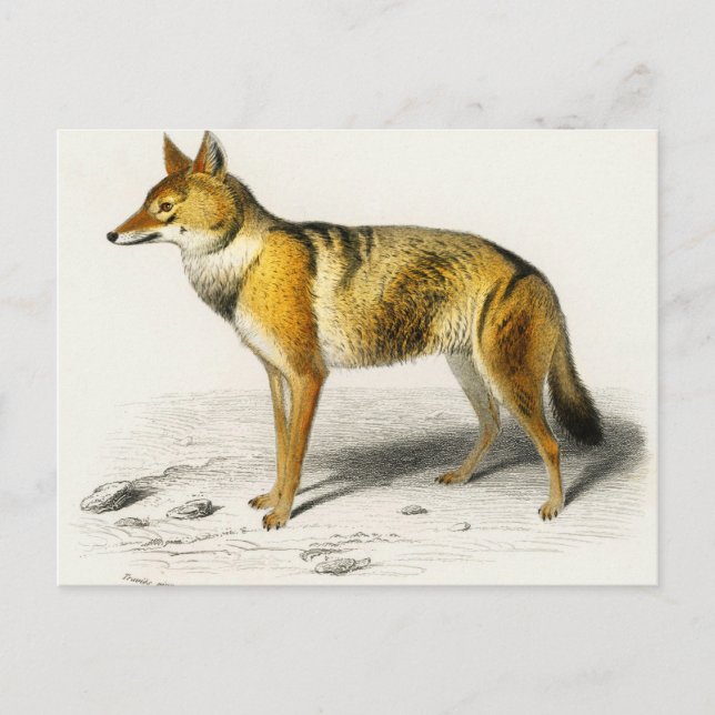 Fox vintage illustrated postcard (Front)