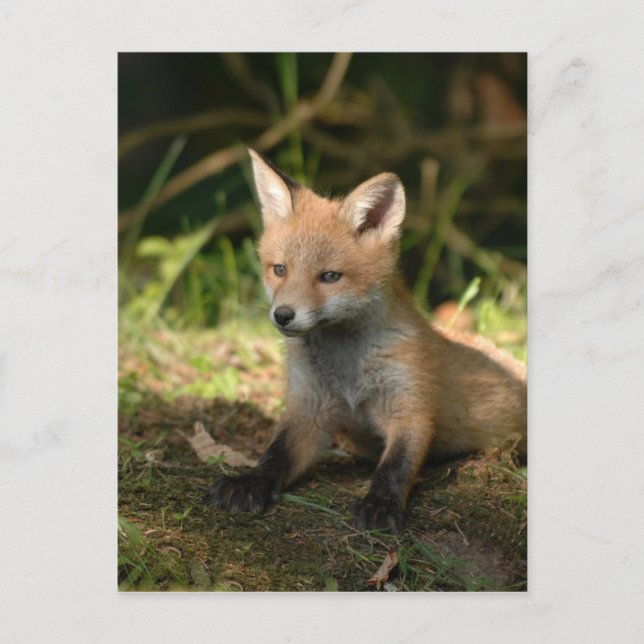 Fox Wildlife Wild Animals Postcard (Front)