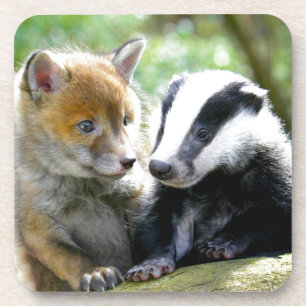 Foxcub & Badger Cute! Coaster