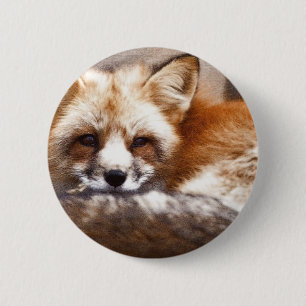 Foxes 6 Cm Round Badge