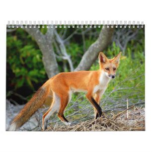 Foxes of Brigantine Beach Photo Calendar