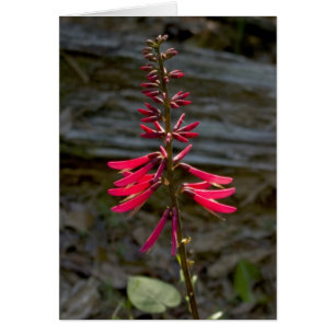 Foxfire Flowers