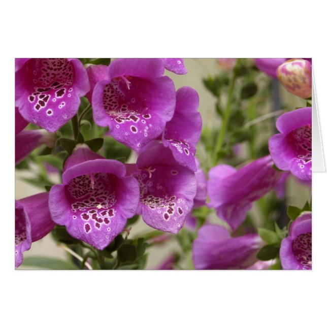 Foxglove (Front Horizontal)