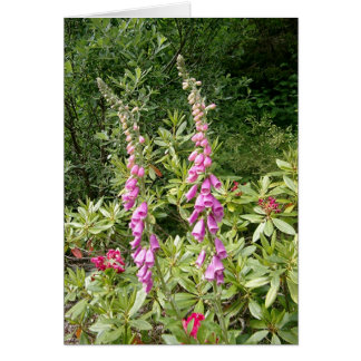 Foxglove and Rhodies