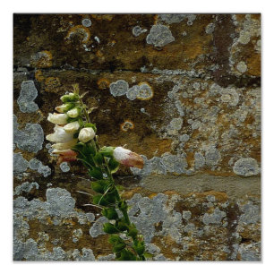 Foxglove and Stone Photo Print