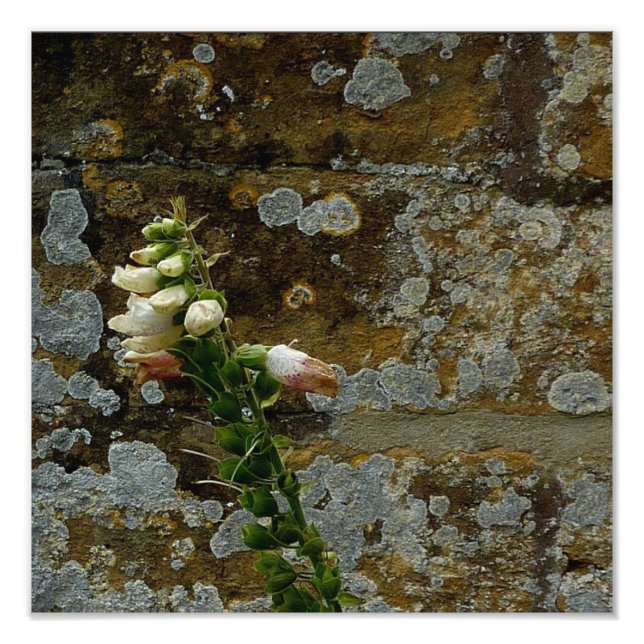 Foxglove and Stone Photo Print (Front)