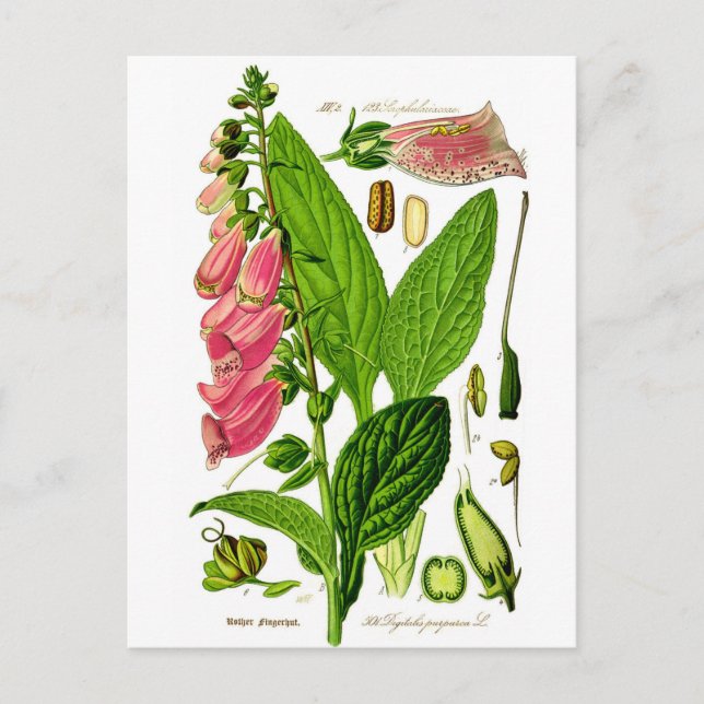 Foxglove (Digitalis purpurea) Botany Illustration Postcard (Front)