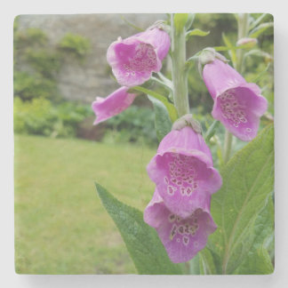 Foxglove Flower Coasters