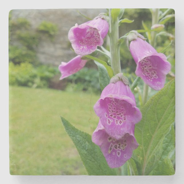 Foxglove Flower Coasters (Front)