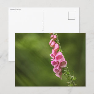 Foxglove Flower Nature Photo Postcard