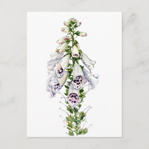 Foxglove flower postcard