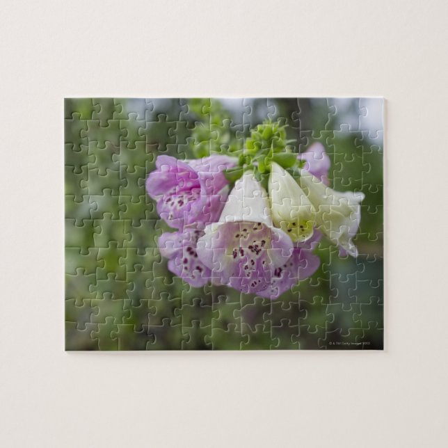 Foxglove flowers. jigsaw puzzle (Horizontal)