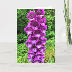 Foxglove Flowers, Oregon Card