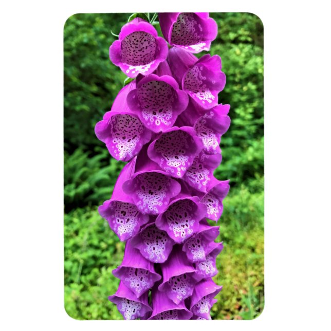 Foxglove Flowers, Oregon Magnet (Vertical)