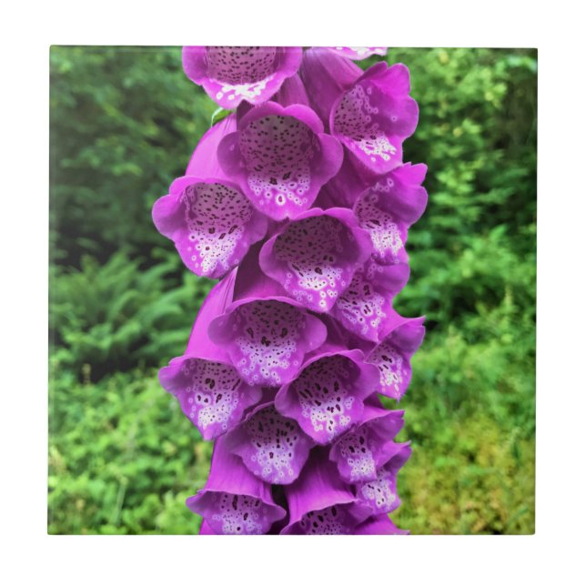 Foxglove Flowers, Oregon Tile (Front)