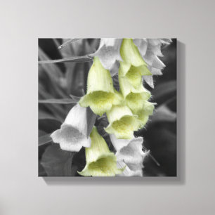 Foxglove Flowers Partial Color Canvas Print