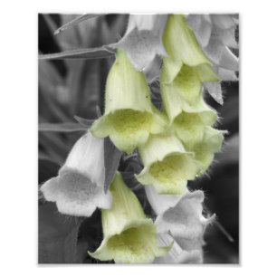 Foxglove Flowers Partial Colour 8x10 Photo Print