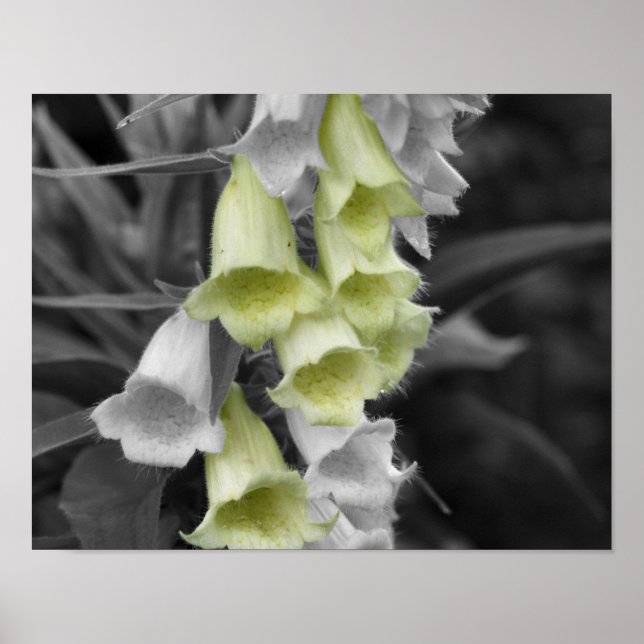 Foxglove Flowers Partial Colour Poster (Front)