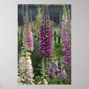 Foxglove flowers ... poster