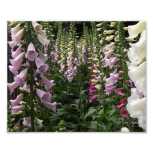 Foxglove Garden Photo Print