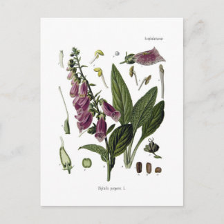 Foxglove Postcard