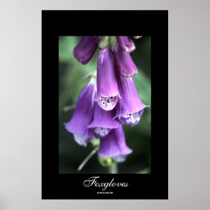 Foxgloves by Steven Dale Poster
