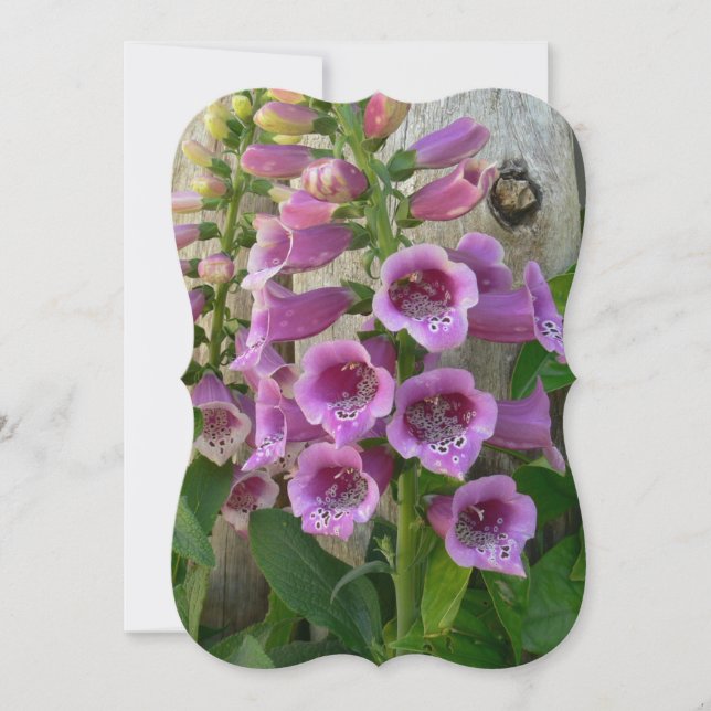 Foxgloves Old World Thank You Card (Front)