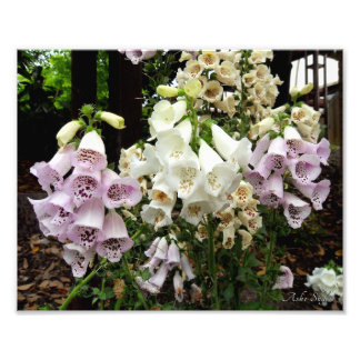 Foxgloves Photo Print