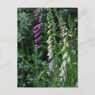 Foxgloves Postcard
