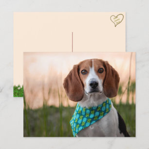Foxhound Postcard