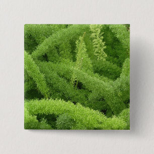 Foxtail Fern, Asparagus densiflorus myers 15 Cm Square Badge