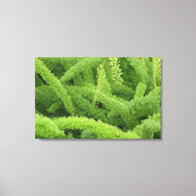 Foxtail Fern, Asparagus densiflorus myers Canvas Print (Front)