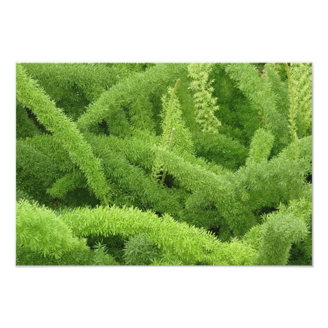 Foxtail Fern, Asparagus densiflorus myers Photo Print (Front)