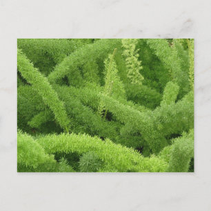 Foxtail Fern, Asparagus densiflorus myers Postcard