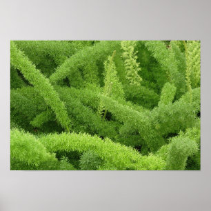 Foxtail Fern, Asparagus densiflorus myers Poster