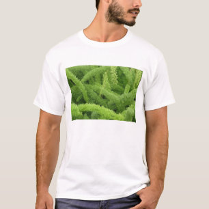 Foxtail Fern, Asparagus densiflorus myers T-Shirt