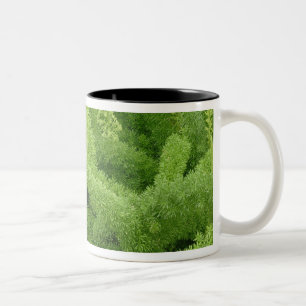 Foxtail Fern, Asparagus densiflorus myers Two-Tone Coffee Mug