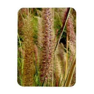 Foxtail grass macro photography picture magnet