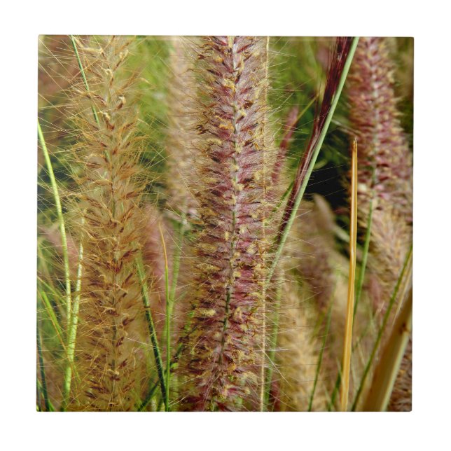 Foxtail grass macro photography picture tile (Front)