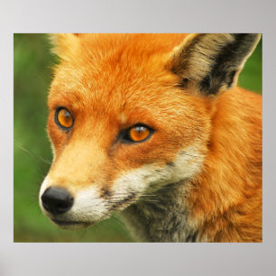 Foxy Lady Poster