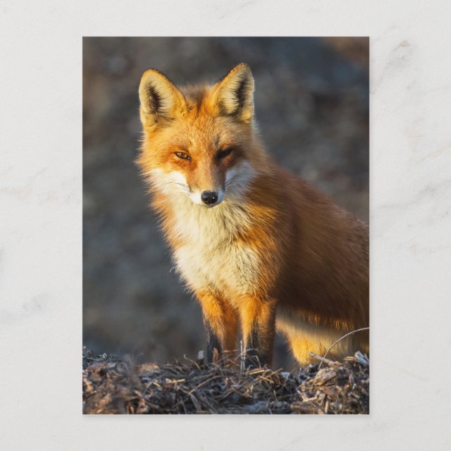 Foxy Stare Postcard (Front)