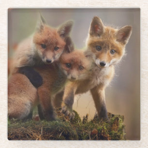 Foxy Triplets Glass Coaster