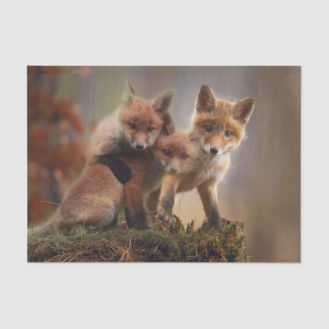 Foxy Triplets Tissue Paper (Front)
