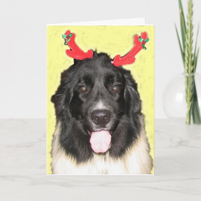 FPG Xmas Newfie Holiday Card (Front)