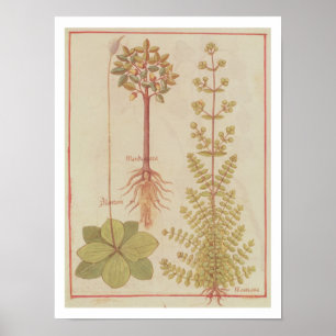 Fr 12322 f.180v Plantain, marjoram and mandrake, f Poster