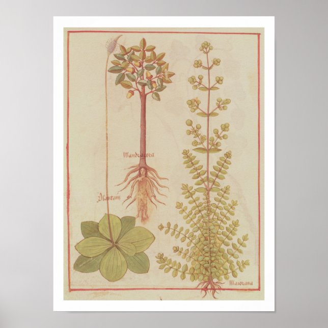 Fr 12322 f.180v Plantain, marjoram and mandrake, f Poster (Front)