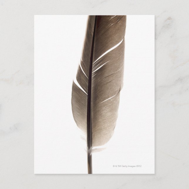 Fragile white feather postcard (Front)