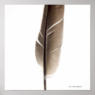 Fragile white feather poster