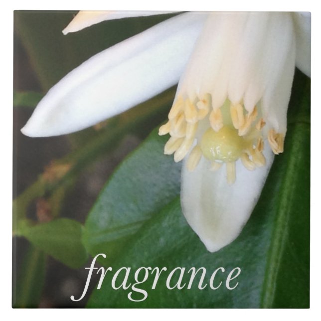 Fragrance ceramic tile - DesignDElia (Front)