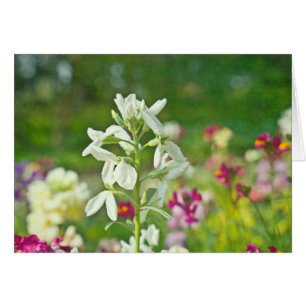 Fragrance Garden